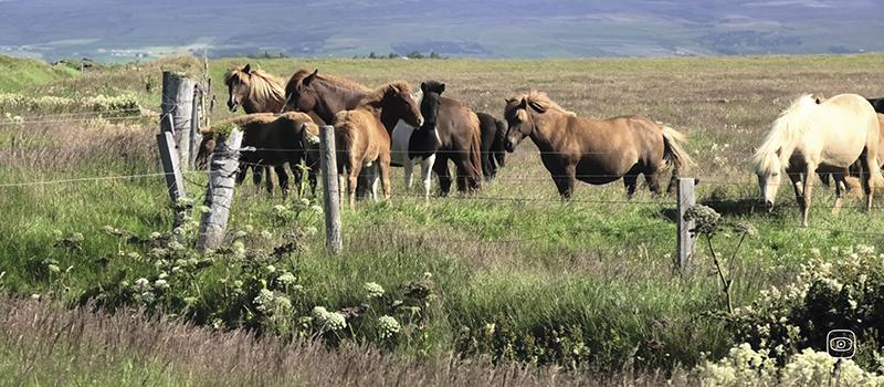 farms for horse hormones