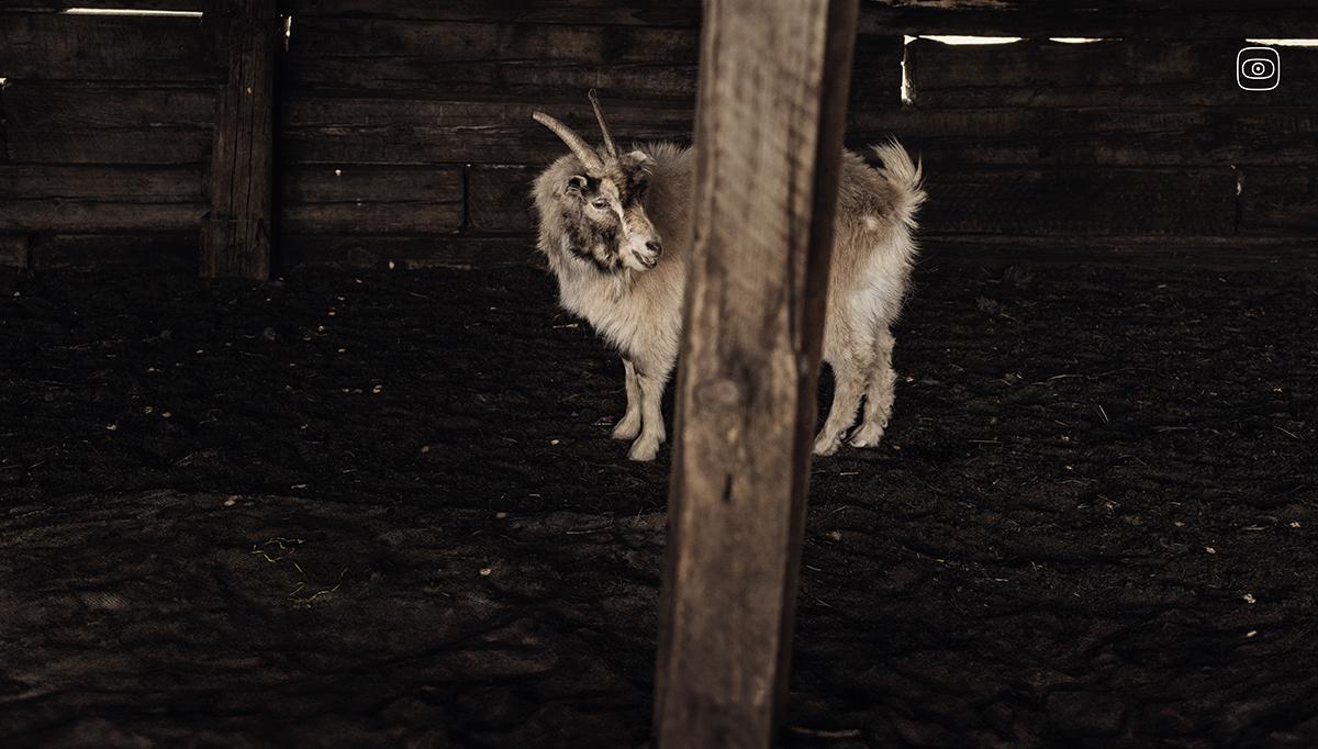 A goat about to be combed during the cashmere season