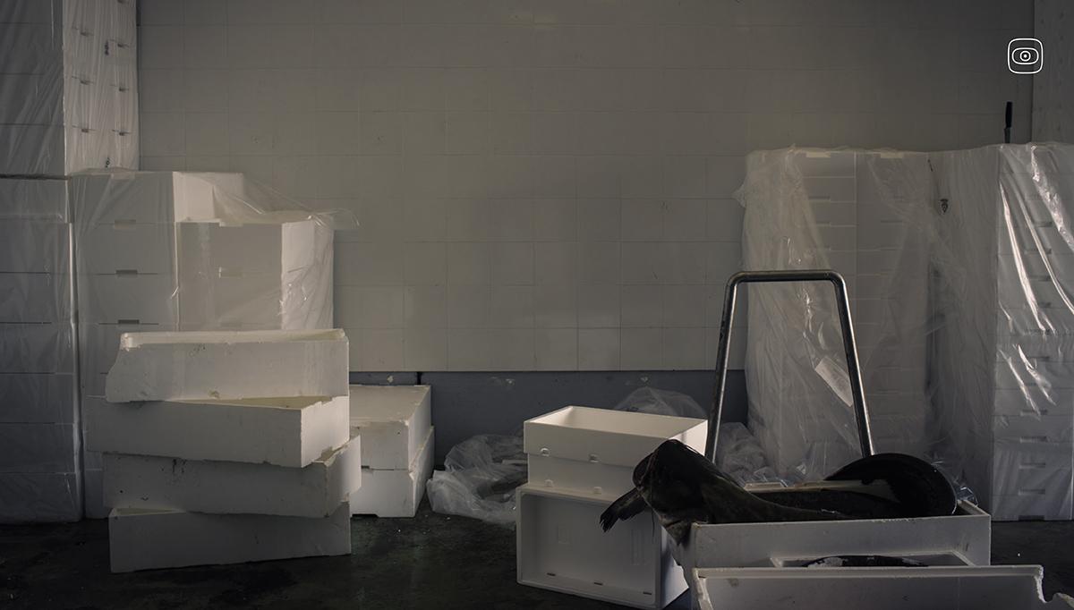 Portoviro, Italy. Wels catfish sold at the fish auction market in Porto Viro, the main commercial market for freshwater fish in the Po Delta region.