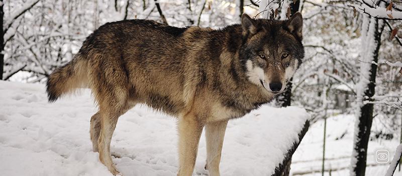 Wolves losing political protection