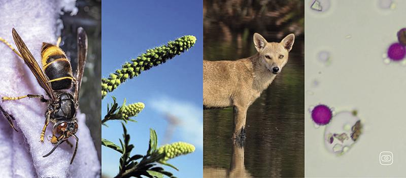 Afsarnayakkan, Vespa Watch
