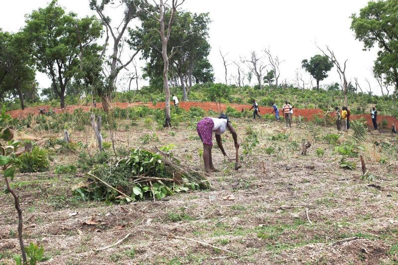 Rural communities working in the fields of West Africa.