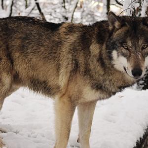 Wolf status in the EU