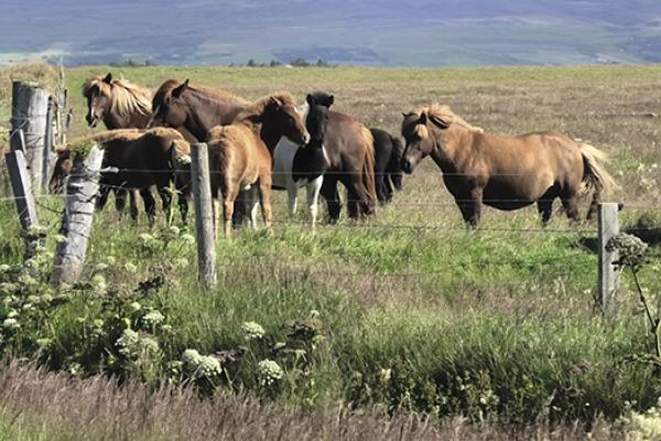 farms for horse hormones