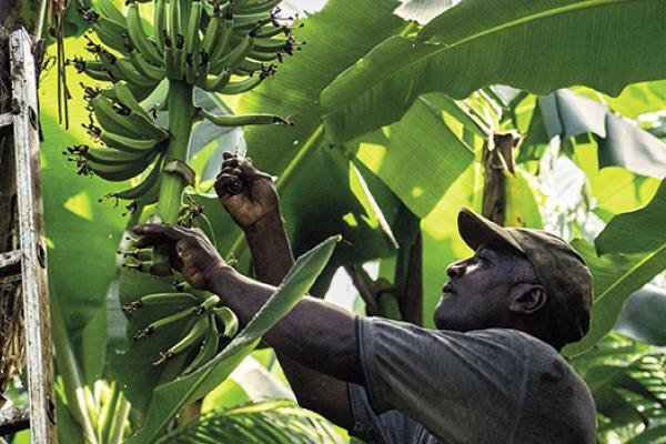 pesticides in french antilles