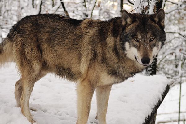 Wolves losing political protection